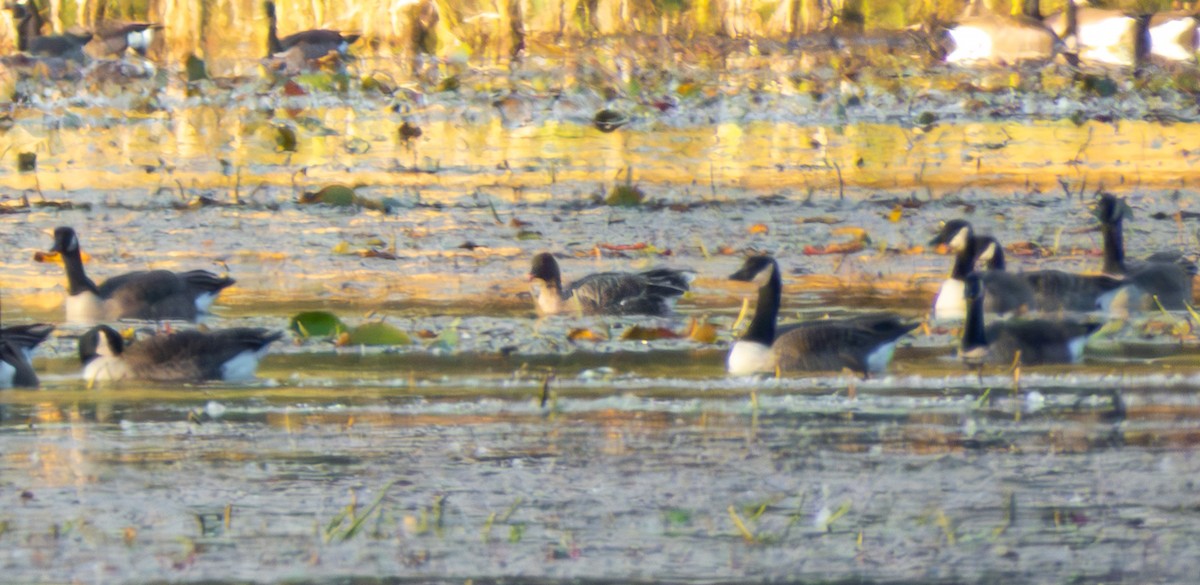 Pink-footed Goose - ML643188128