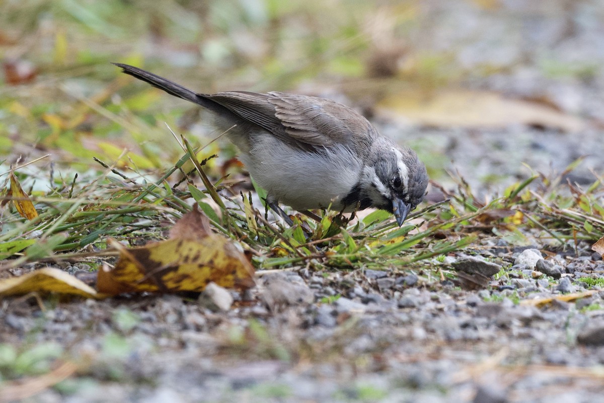Black-throated Sparrow - ML643188130