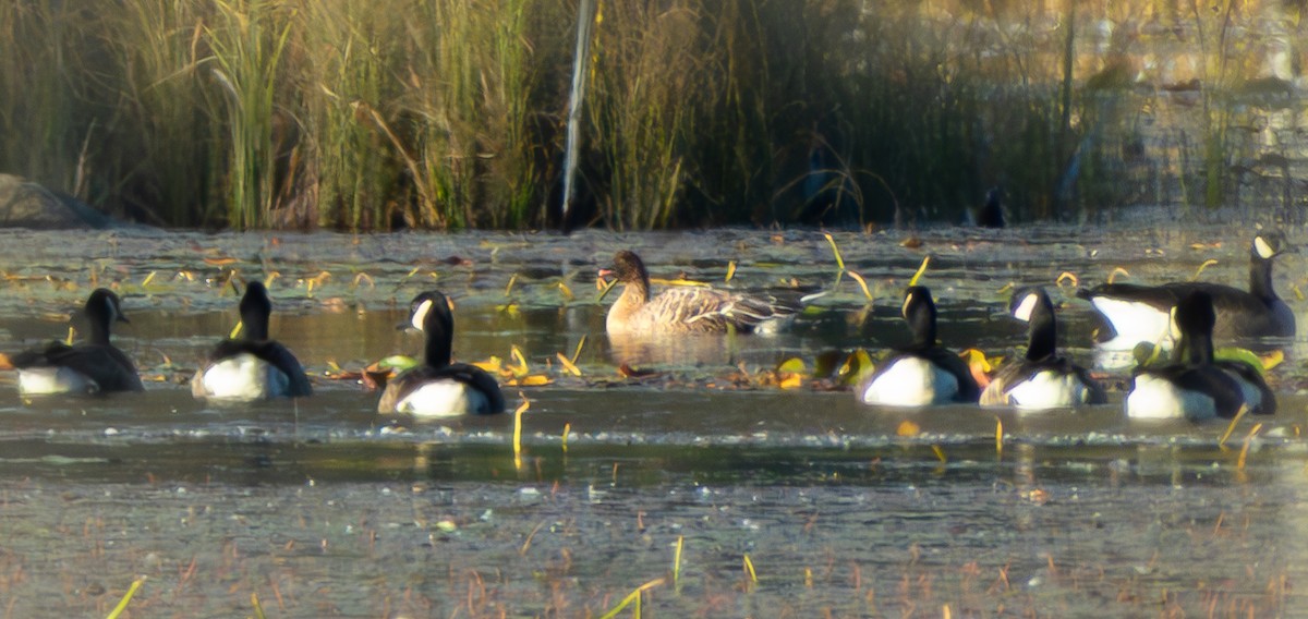 Pink-footed Goose - ML643188131