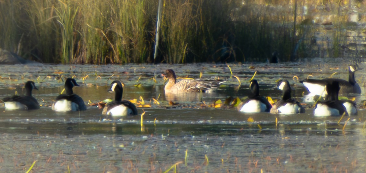 Pink-footed Goose - ML643188140
