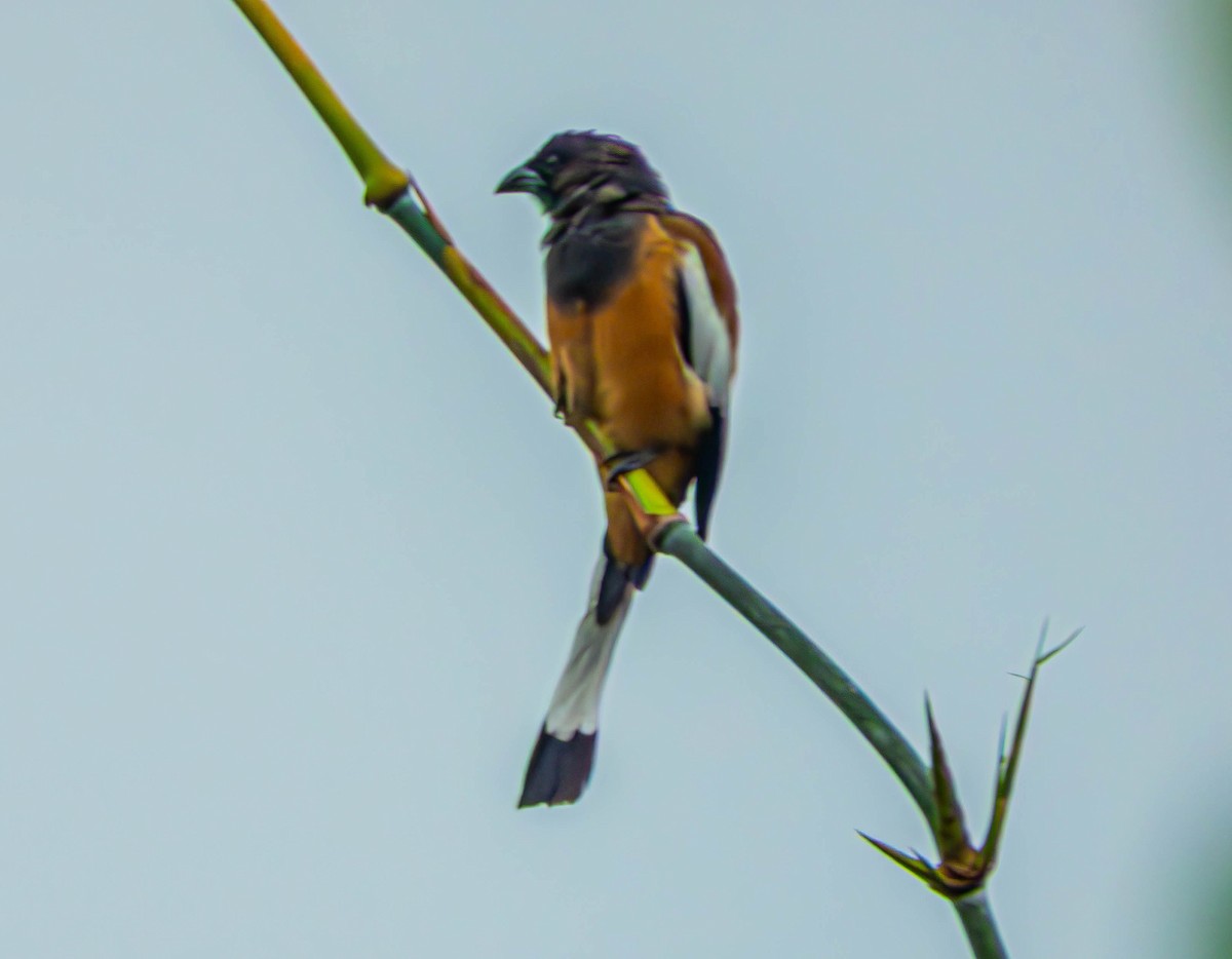 Rufous Treepie - ML643188144