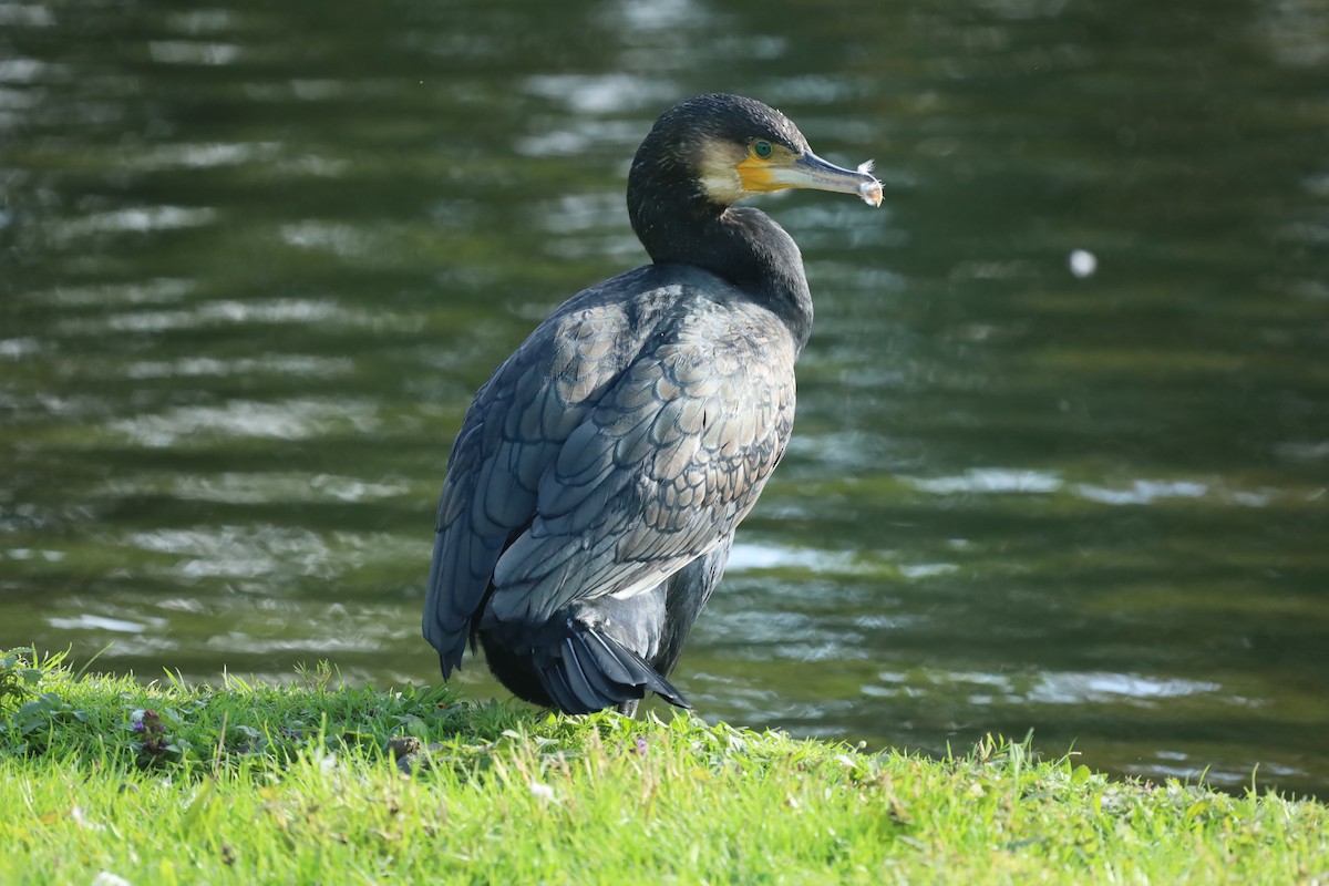 Great Cormorant - ML643188168