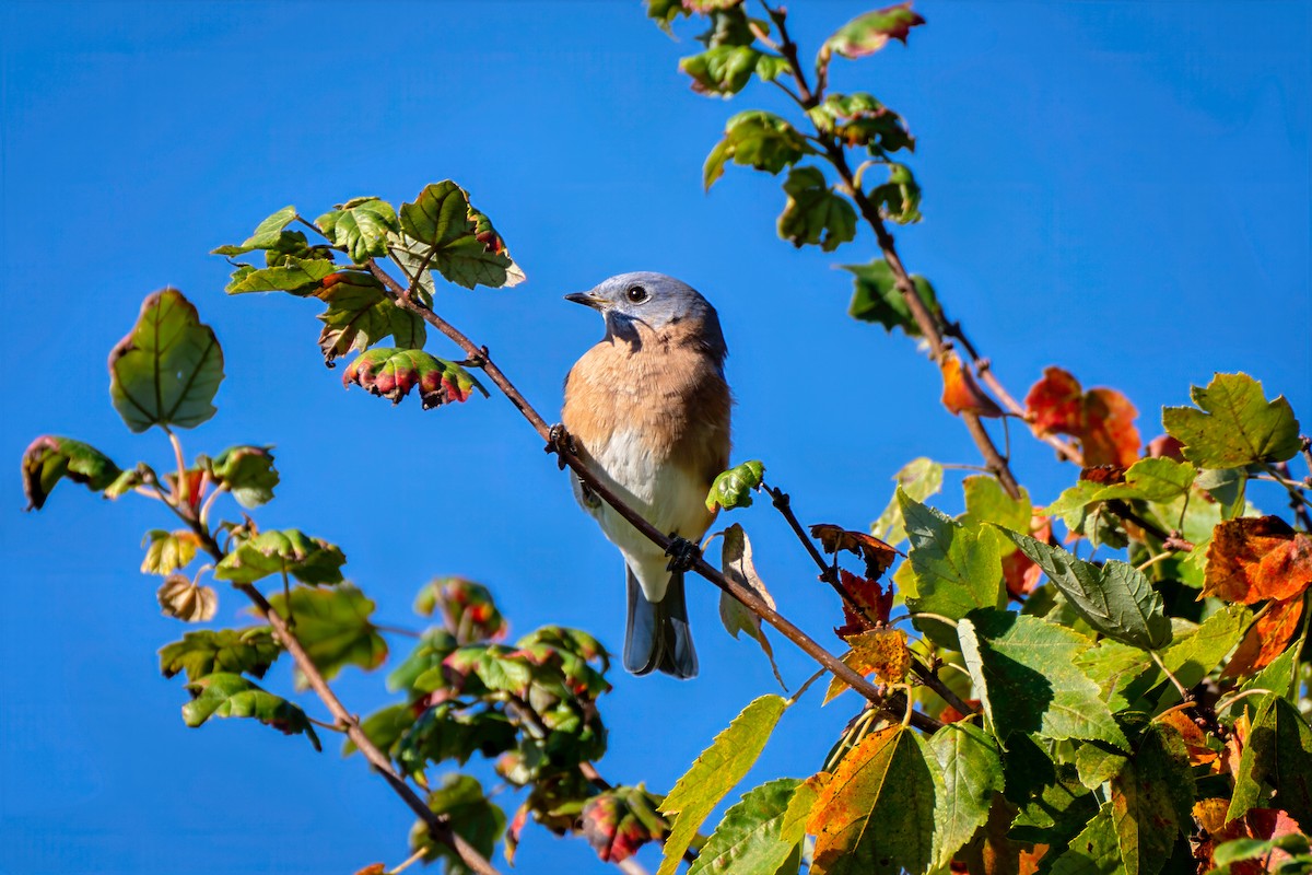 Eastern Bluebird - ML643188169