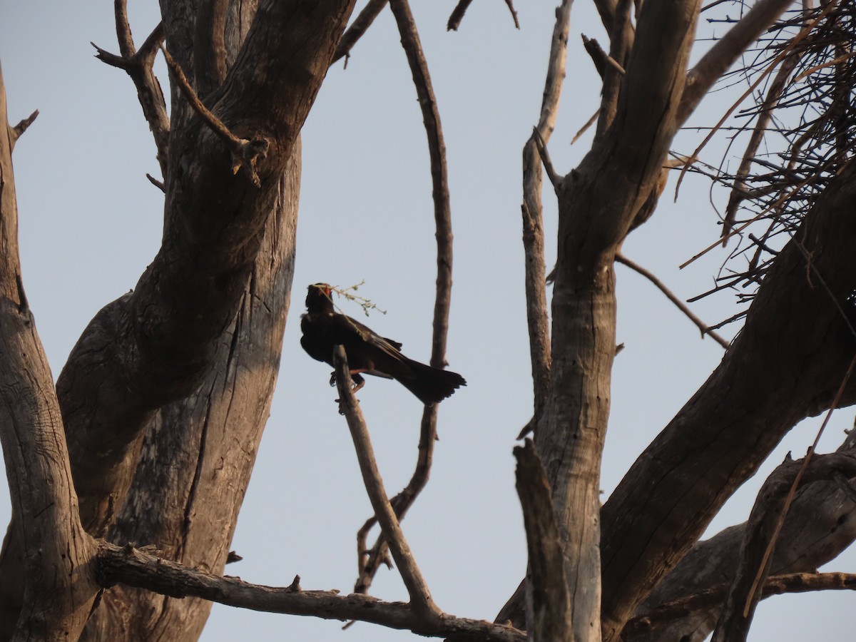 Red-billed Buffalo-Weaver - ML643188185