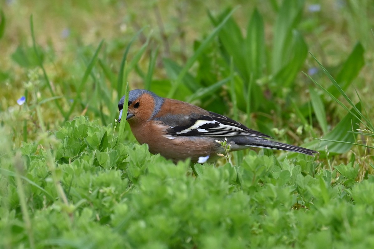 Common Chaffinch - ML643188190