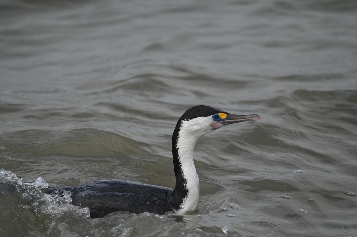 Pied Cormorant - ML643188211