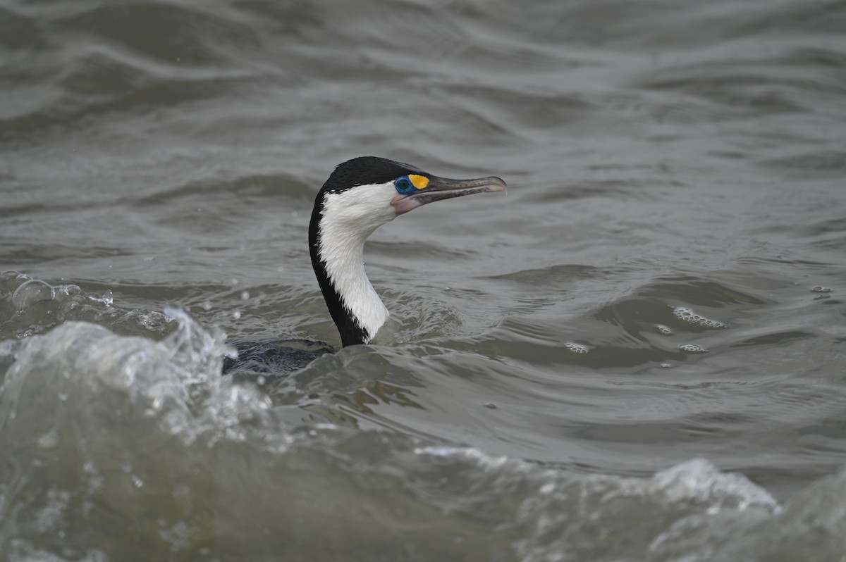 Pied Cormorant - ML643188212