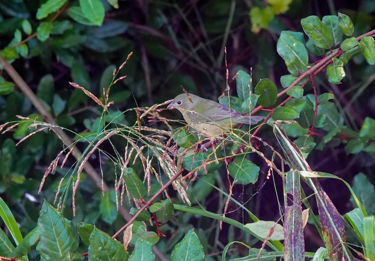 Painted Bunting - ML643188213