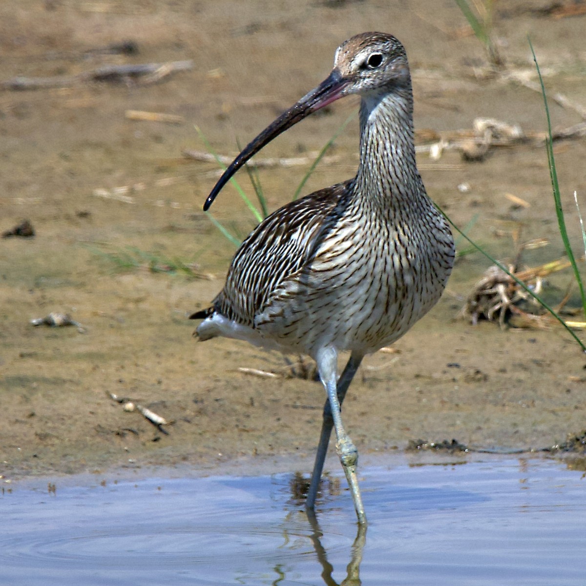 Eurasian Curlew - ML643188226