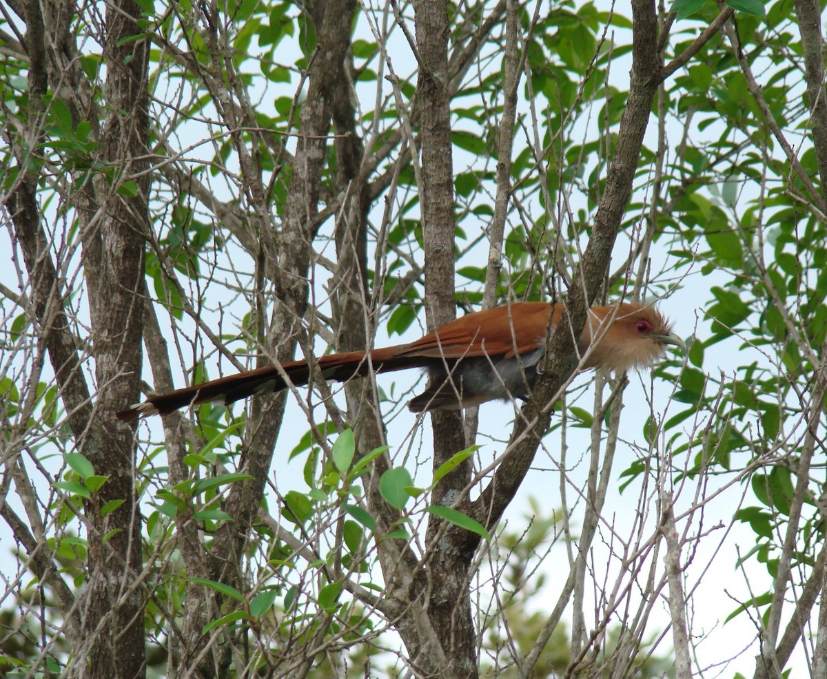 Squirrel Cuckoo - ML643188247
