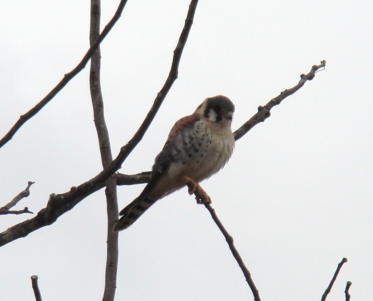 American Kestrel - ML643188249