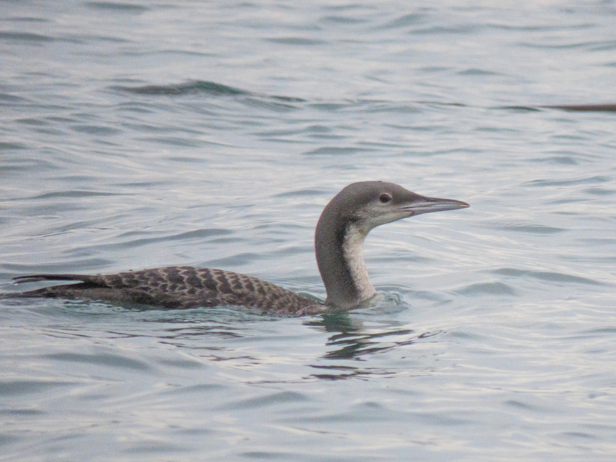 Pacific Loon - ML643188251