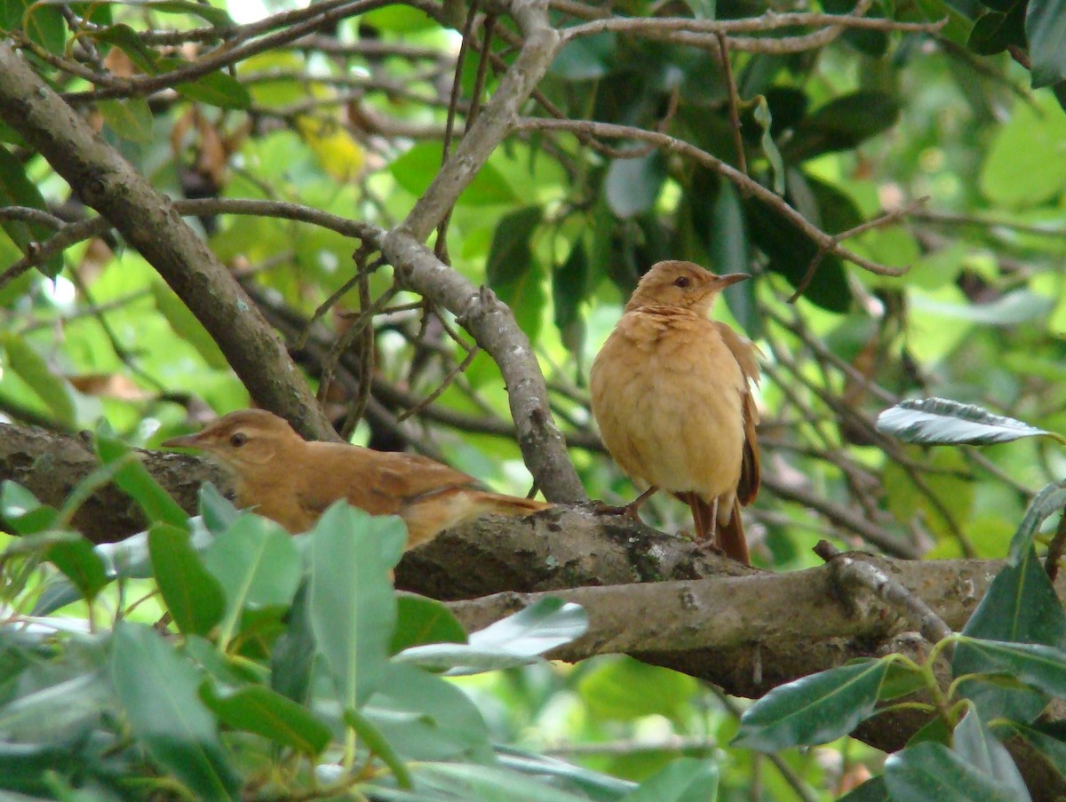 Rufous Hornero - ML643188253
