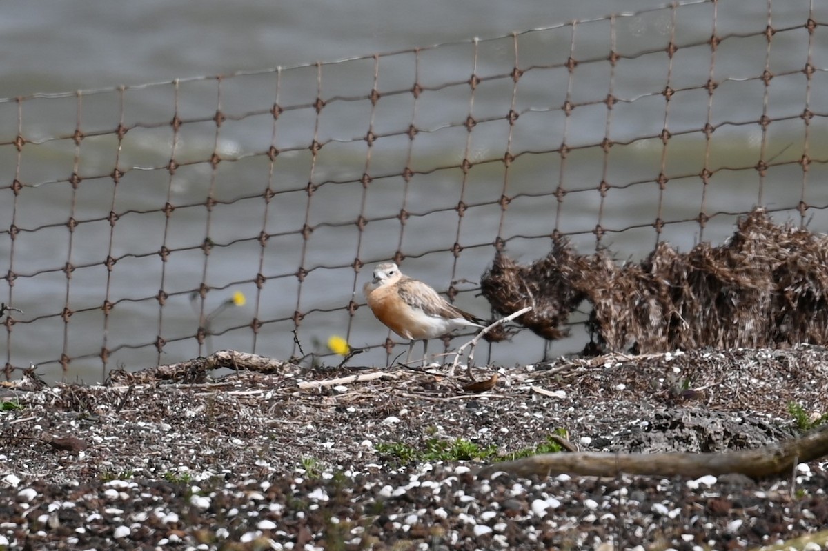 Red-breasted Dotterel - ML643188259