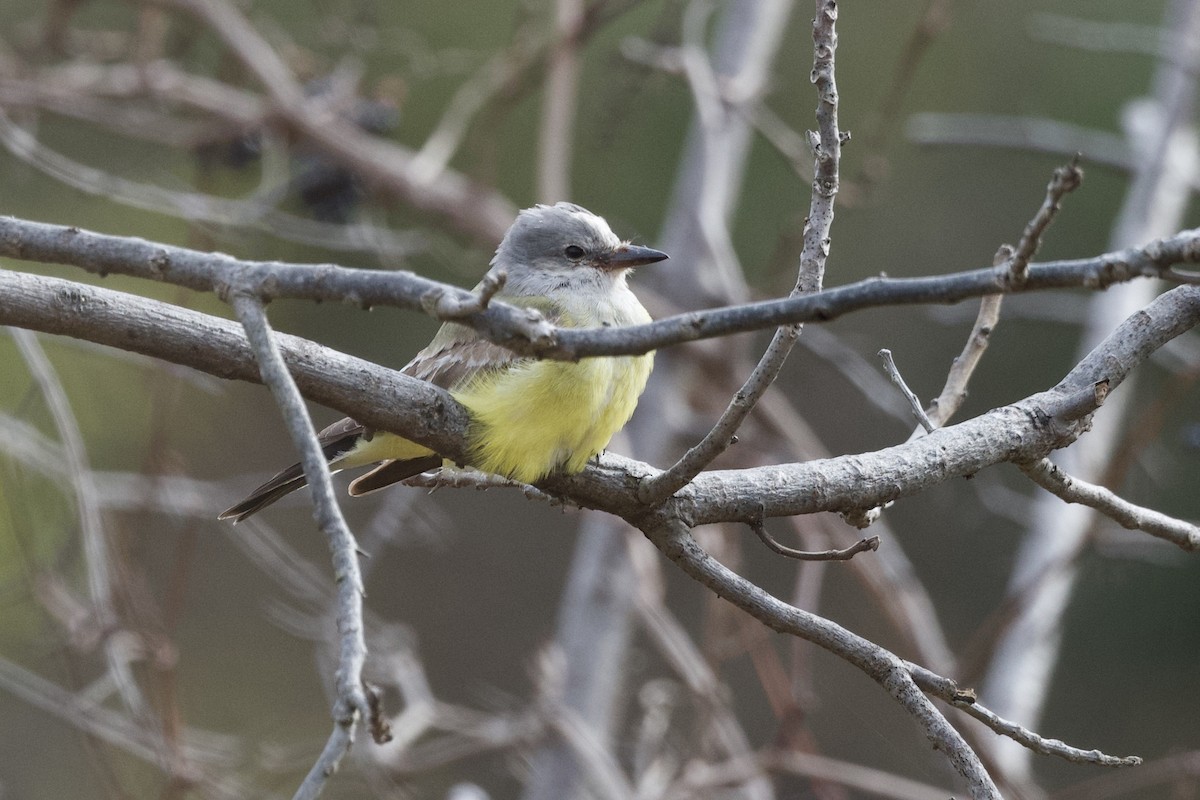 Western Kingbird - ML643188260