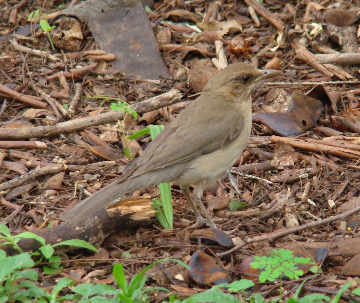 Creamy-bellied Thrush - ML643188261