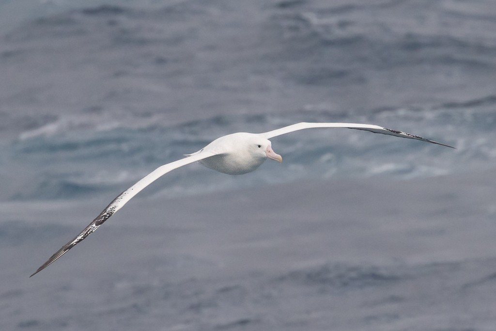 Snowy Albatross - ML643188276