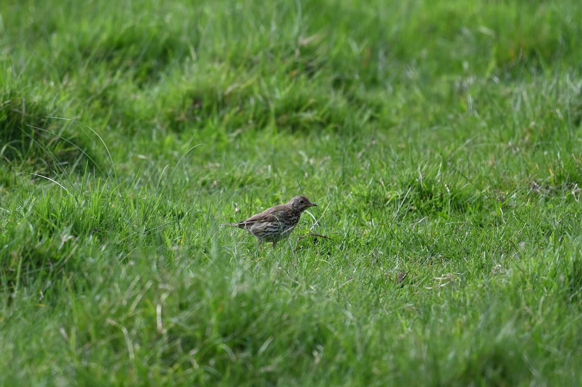 Song Thrush - ML643188287