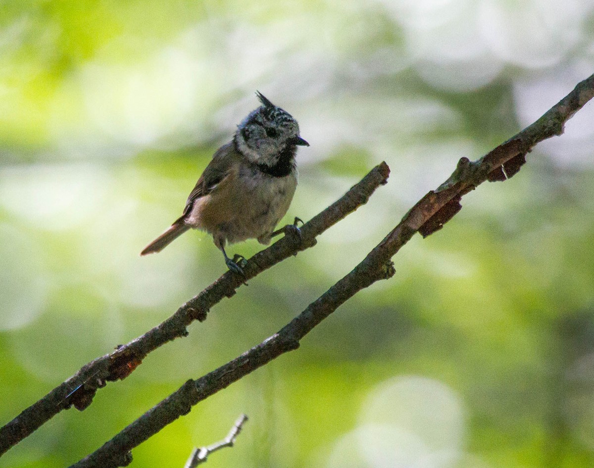 Crested Tit - ML643188291