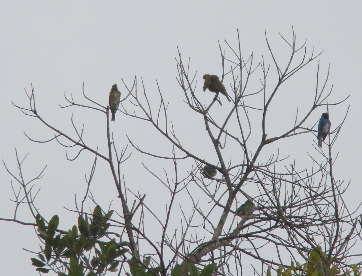 Swallow Tanager - ML643188292