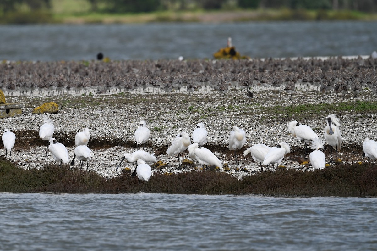Royal Spoonbill - ML643188303