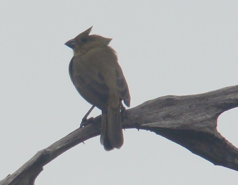 Blue-black Grassquit - ML643188308