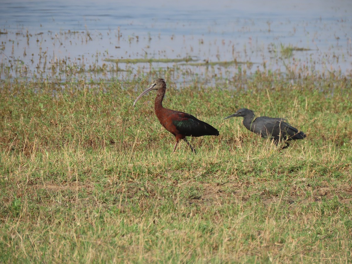 Black Heron - ML643188309