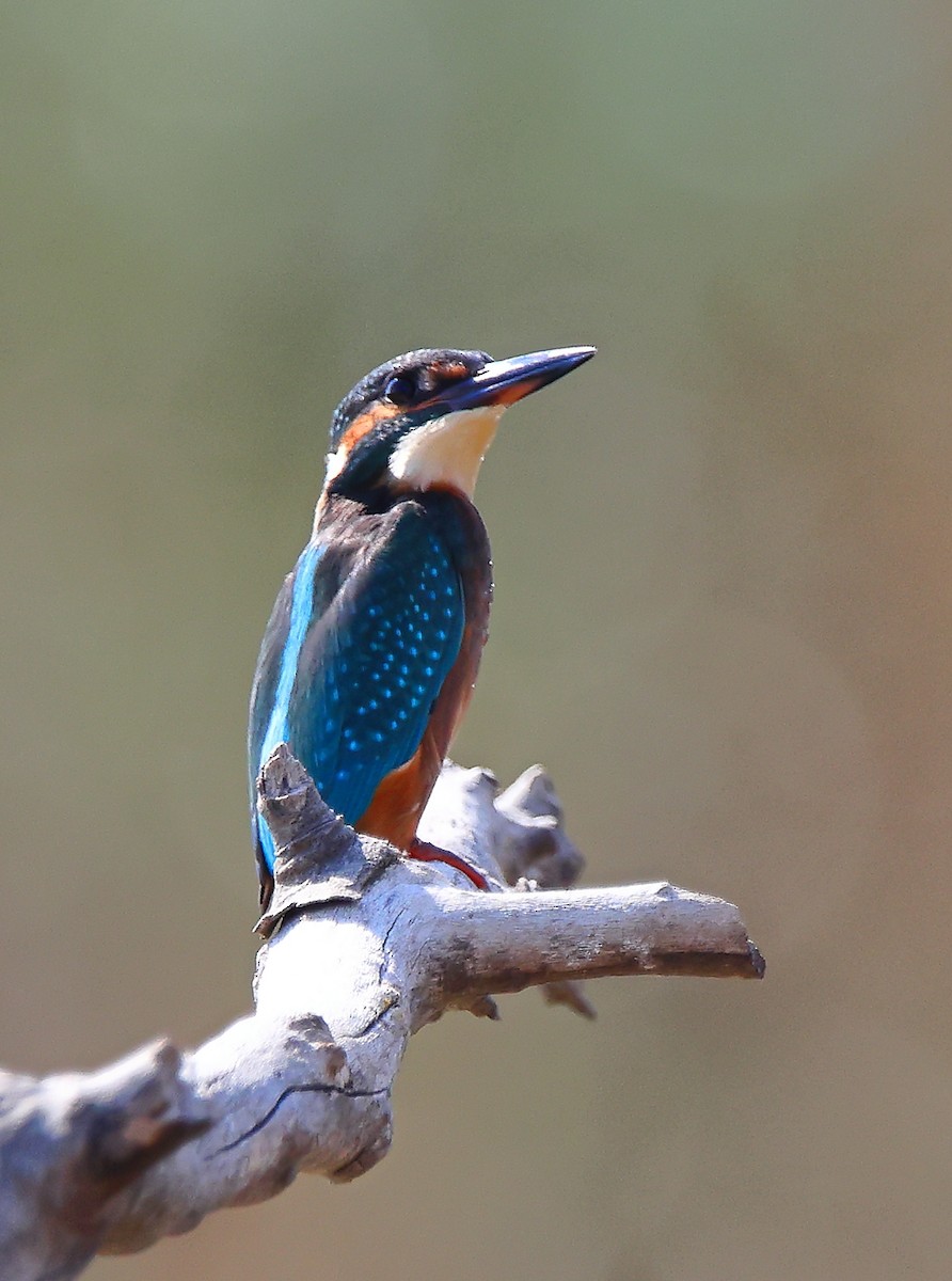 Common Kingfisher - ML643188318