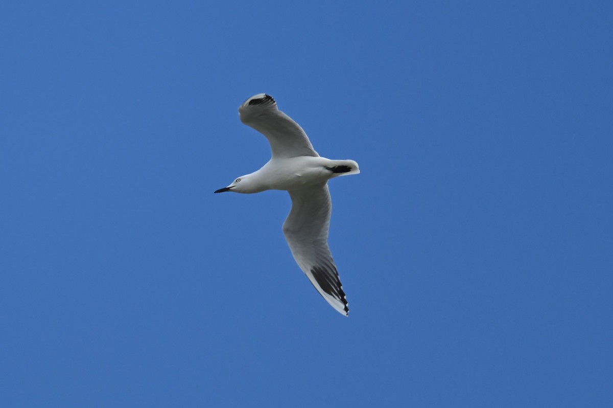Black-billed Gull - ML643188325