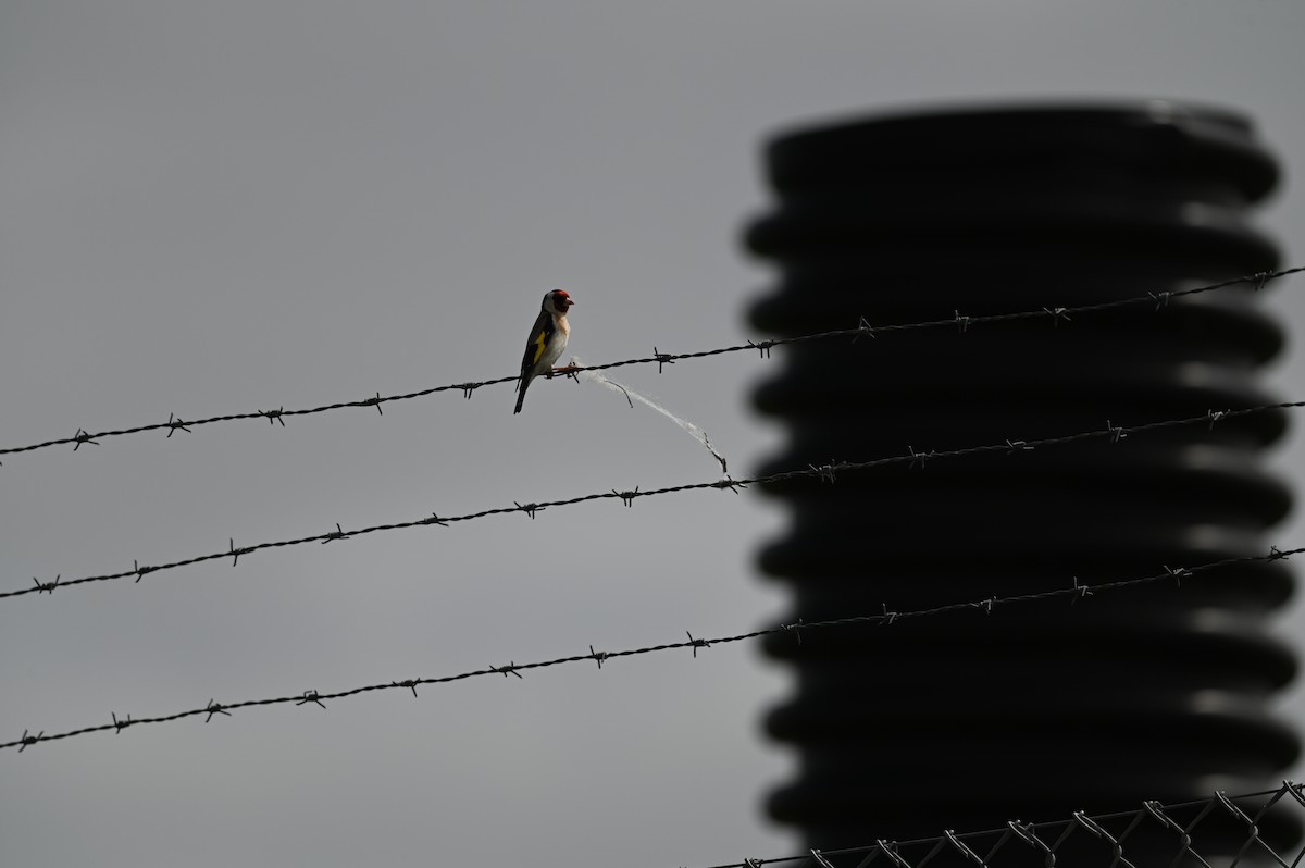 European Goldfinch - ML643188331