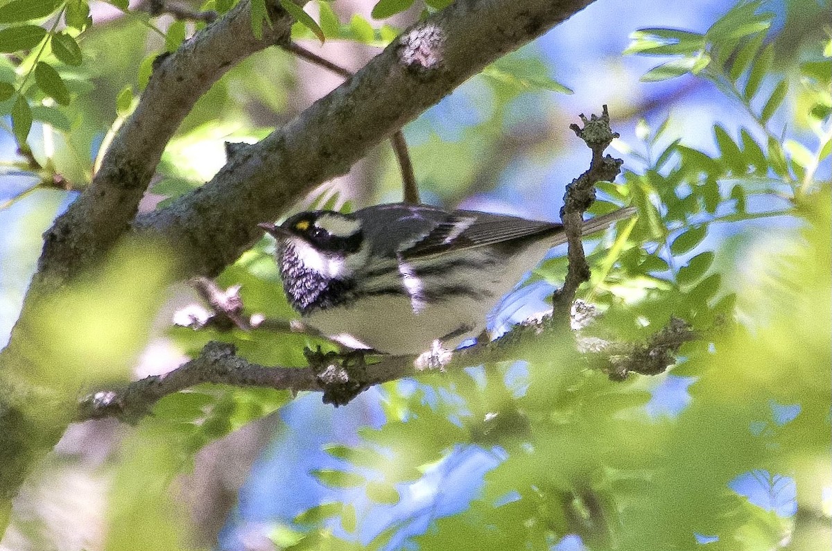 Black-throated Gray Warbler - ML643188341