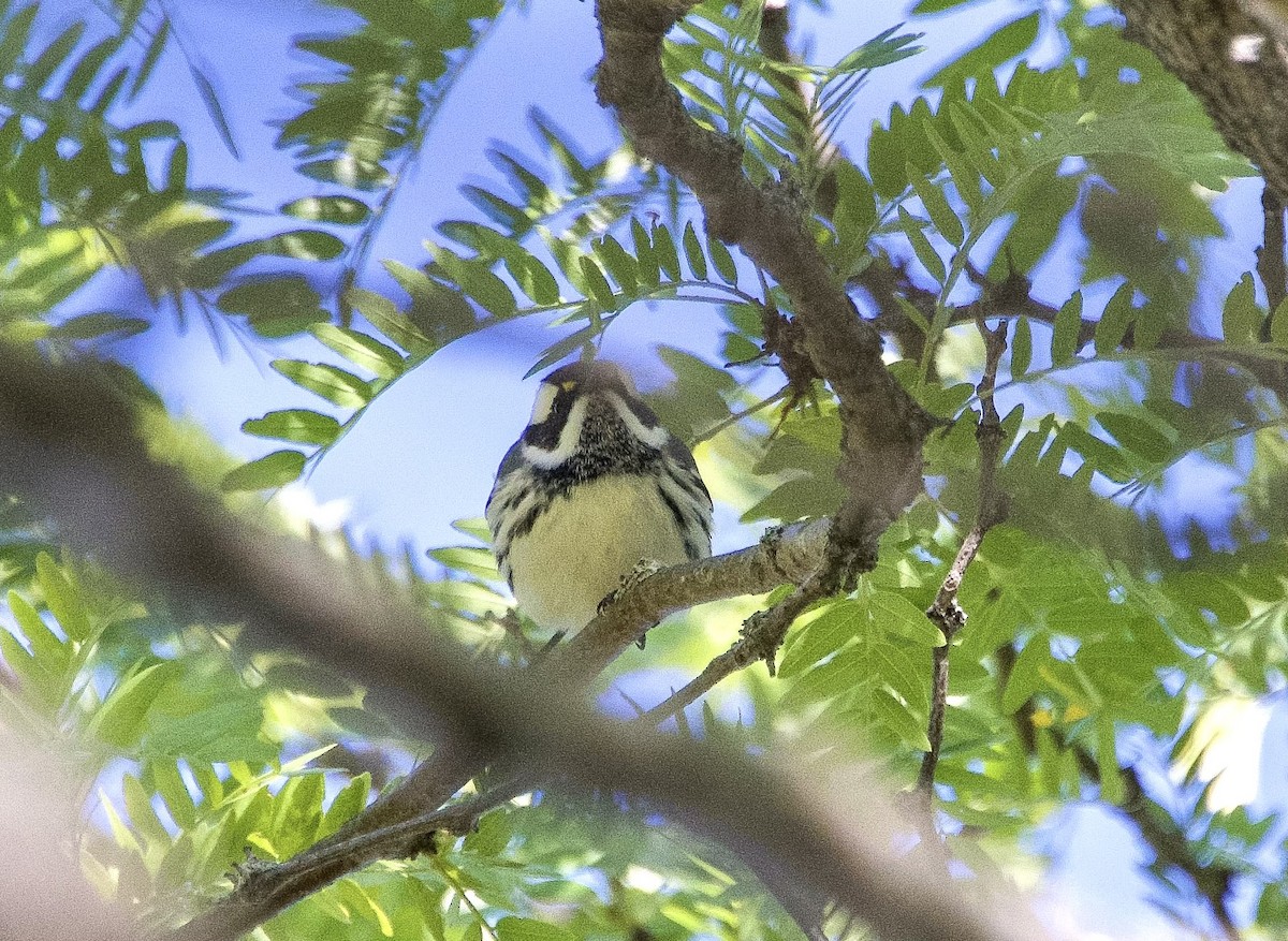 Black-throated Gray Warbler - ML643188347