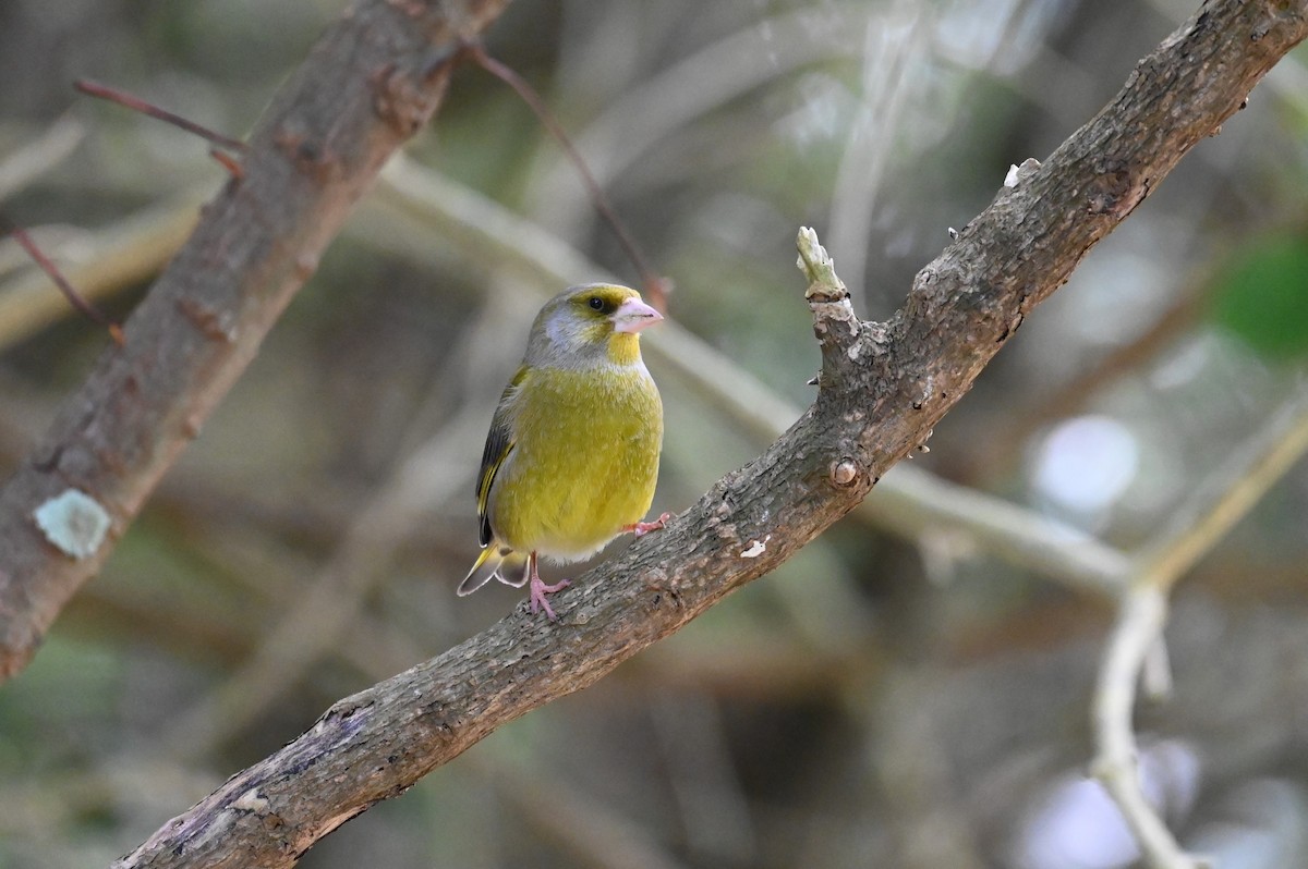 European Greenfinch - ML643188355