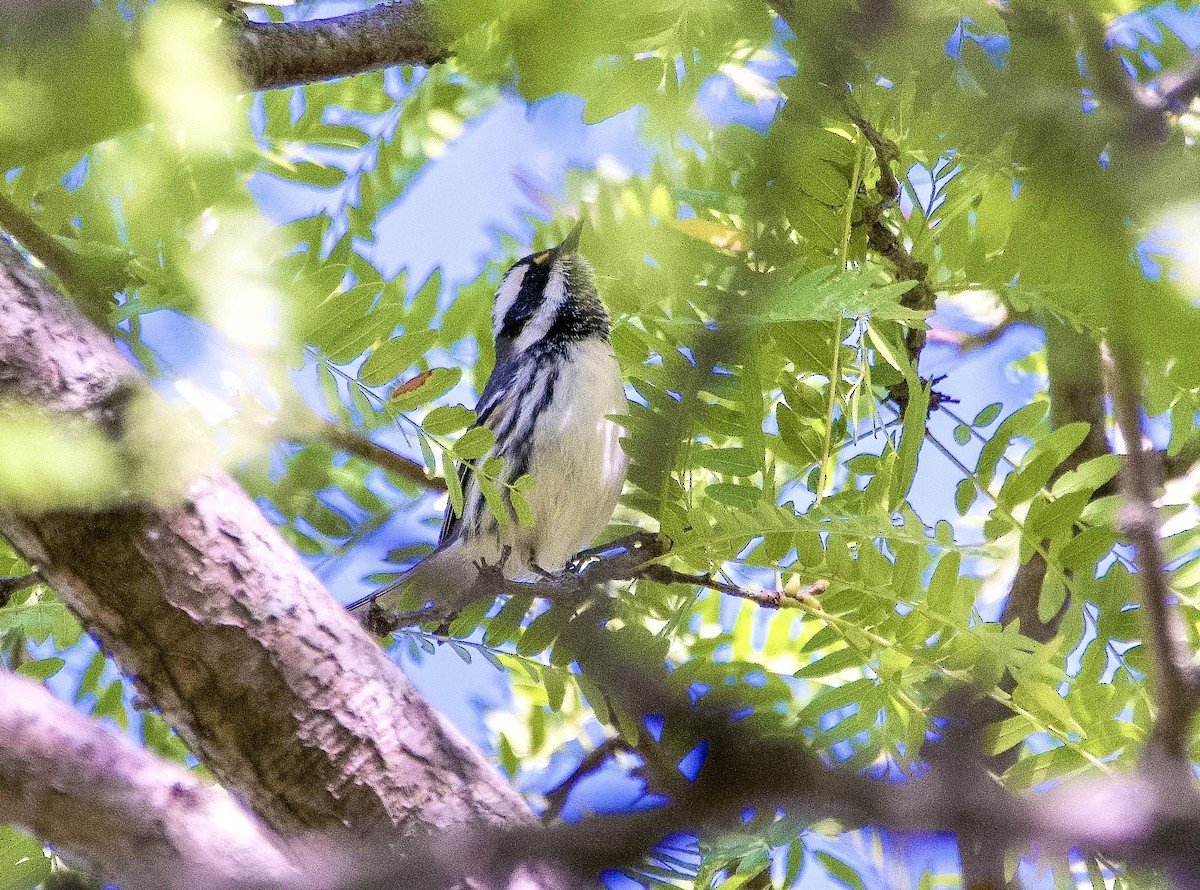 Black-throated Gray Warbler - ML643188357