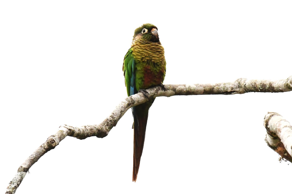 Maroon-bellied Parakeet - ML643188358