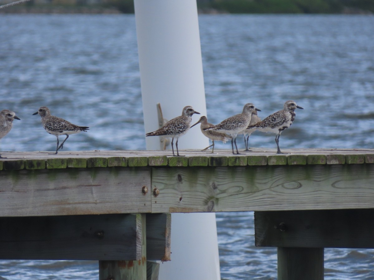 Black-bellied Plover - ML643188375