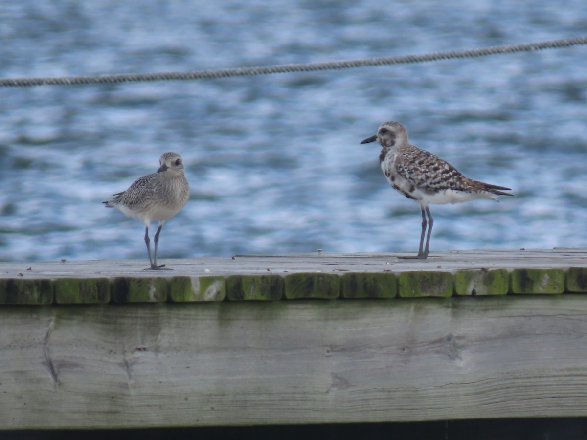 Black-bellied Plover - ML643188376