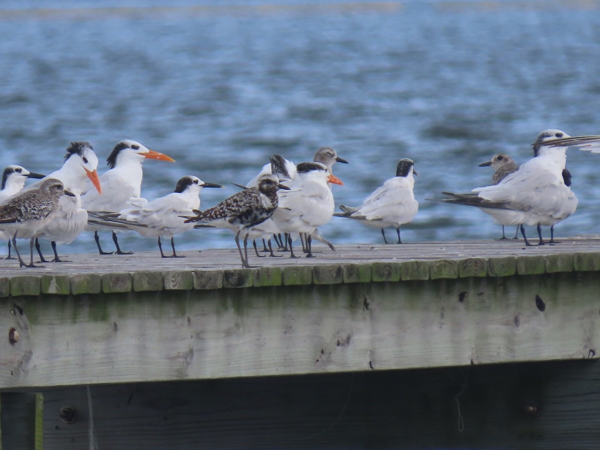 Black-bellied Plover - ML643188377
