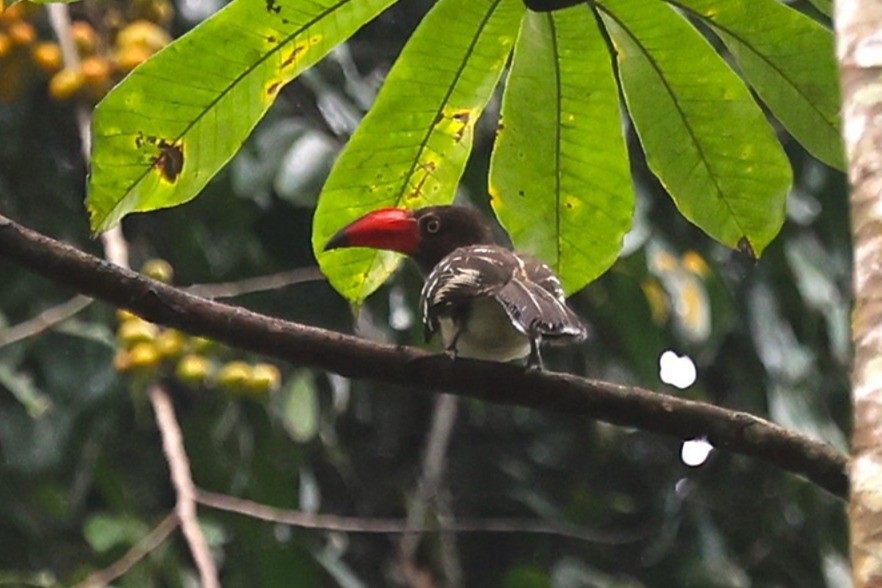 Red-billed Dwarf Hornbill - ML643188410