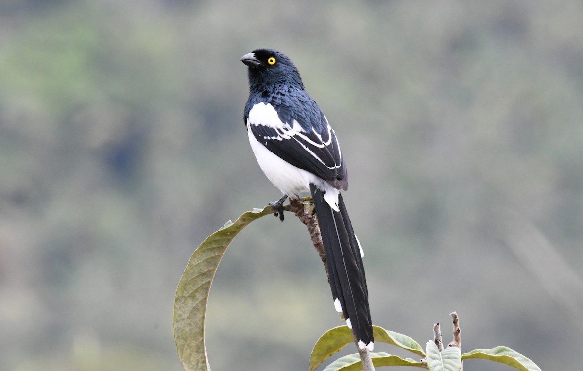 Magpie Tanager - ML643188443