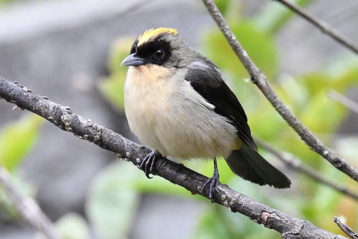 Black-goggled Tanager - ML643188451