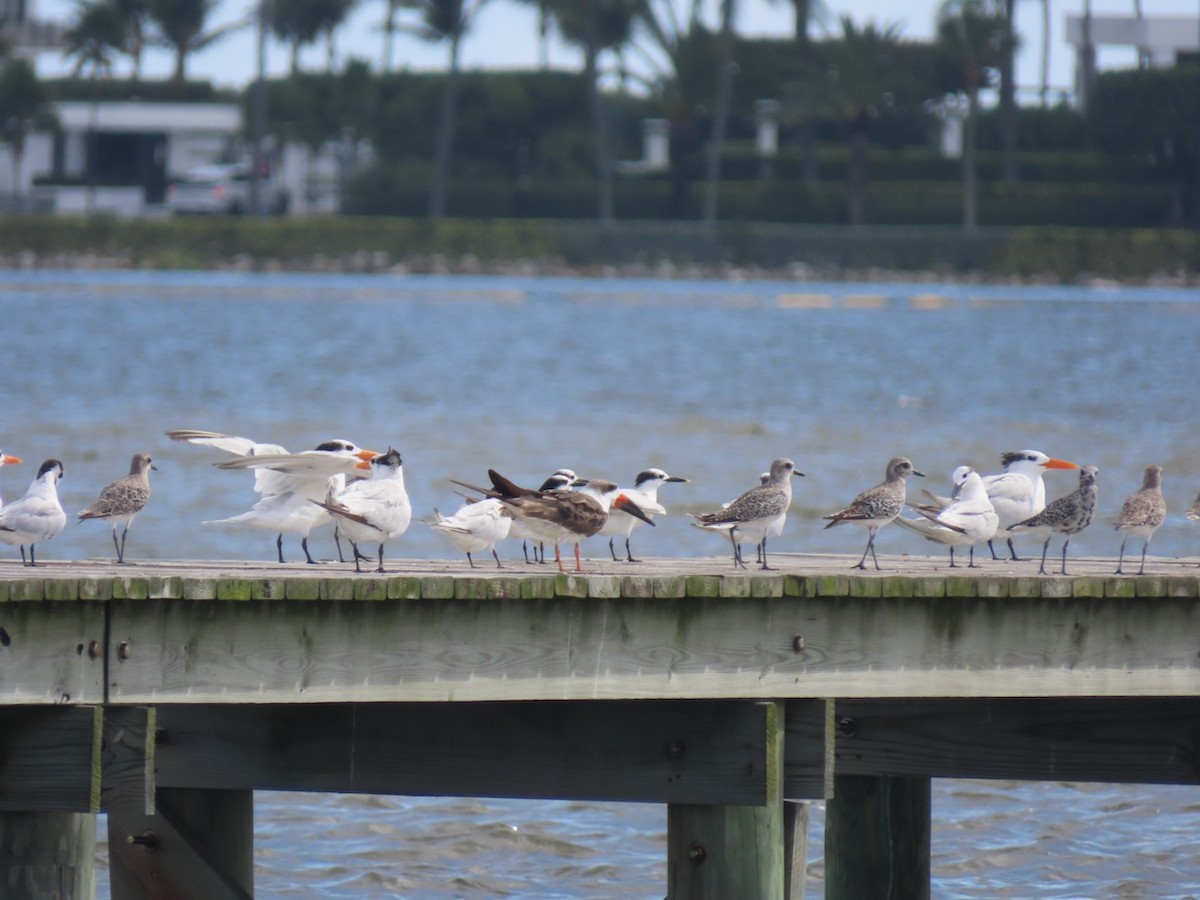 Black Skimmer - ML643188455