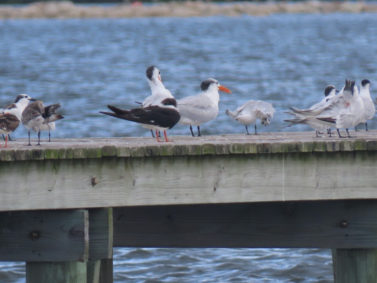 Black Skimmer - ML643188456