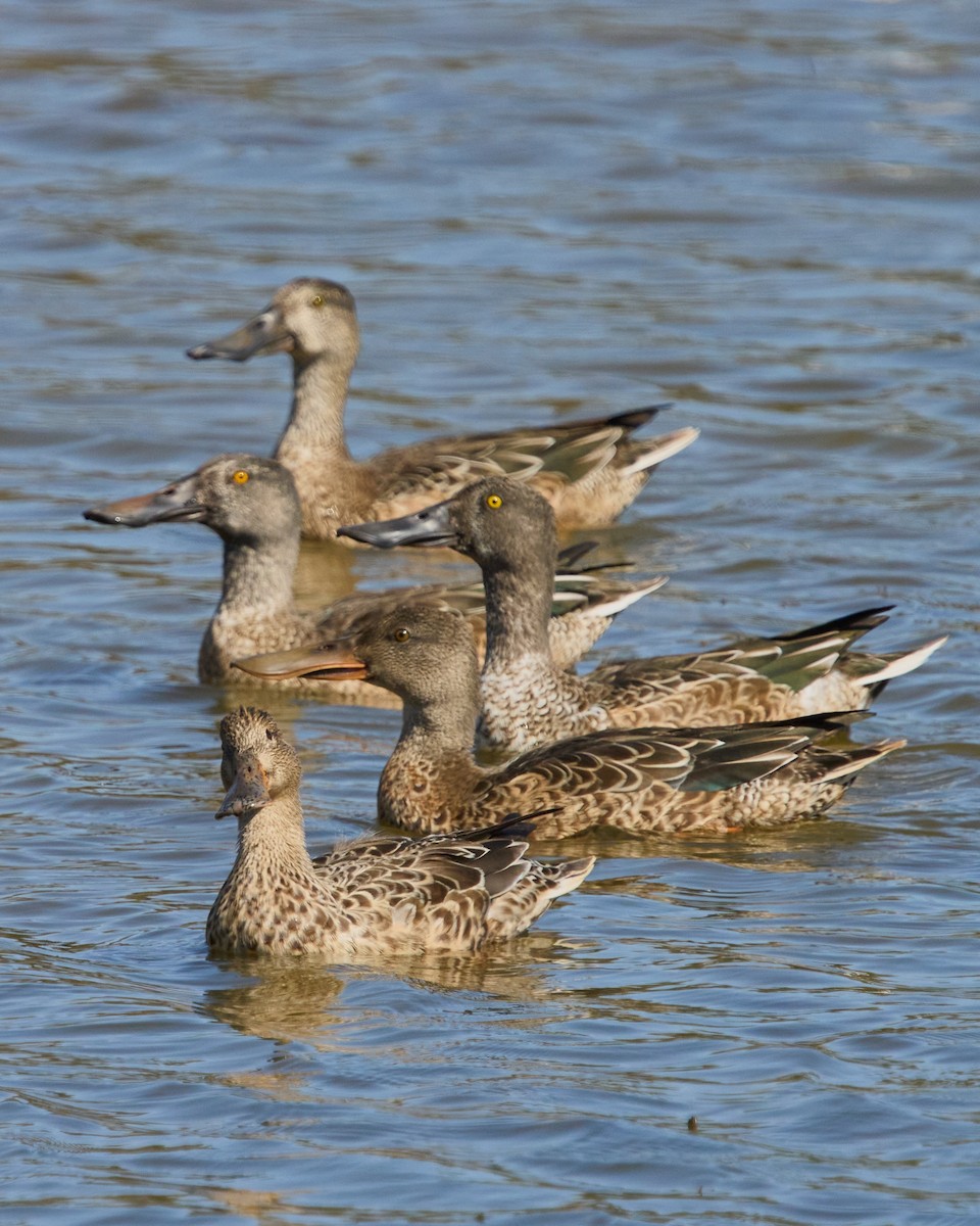 Northern Shoveler - ML643188462