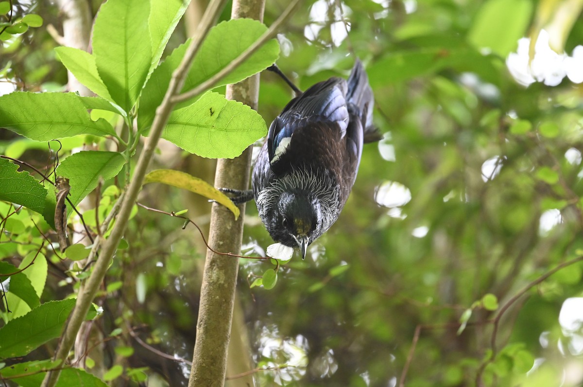 Tui - ML643188463