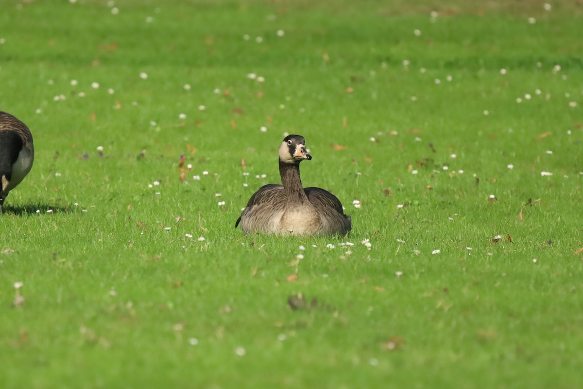 Graylag x Canada Goose (hybrid) - ML643188486