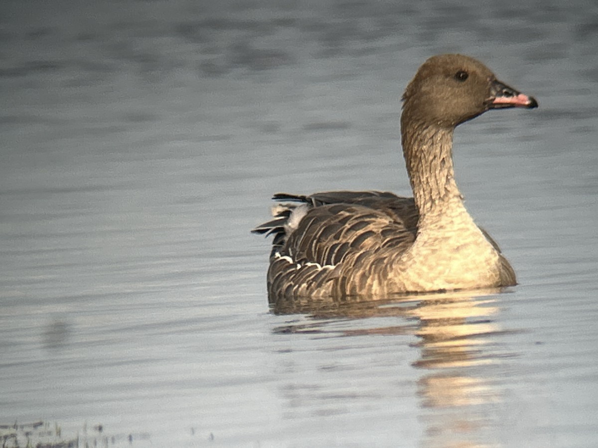 Pink-footed Goose - ML643188503