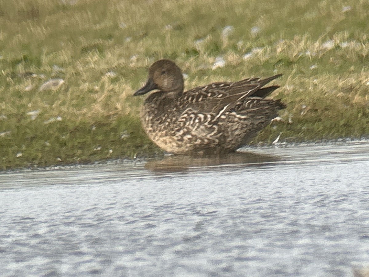 Northern Pintail - ML643188529