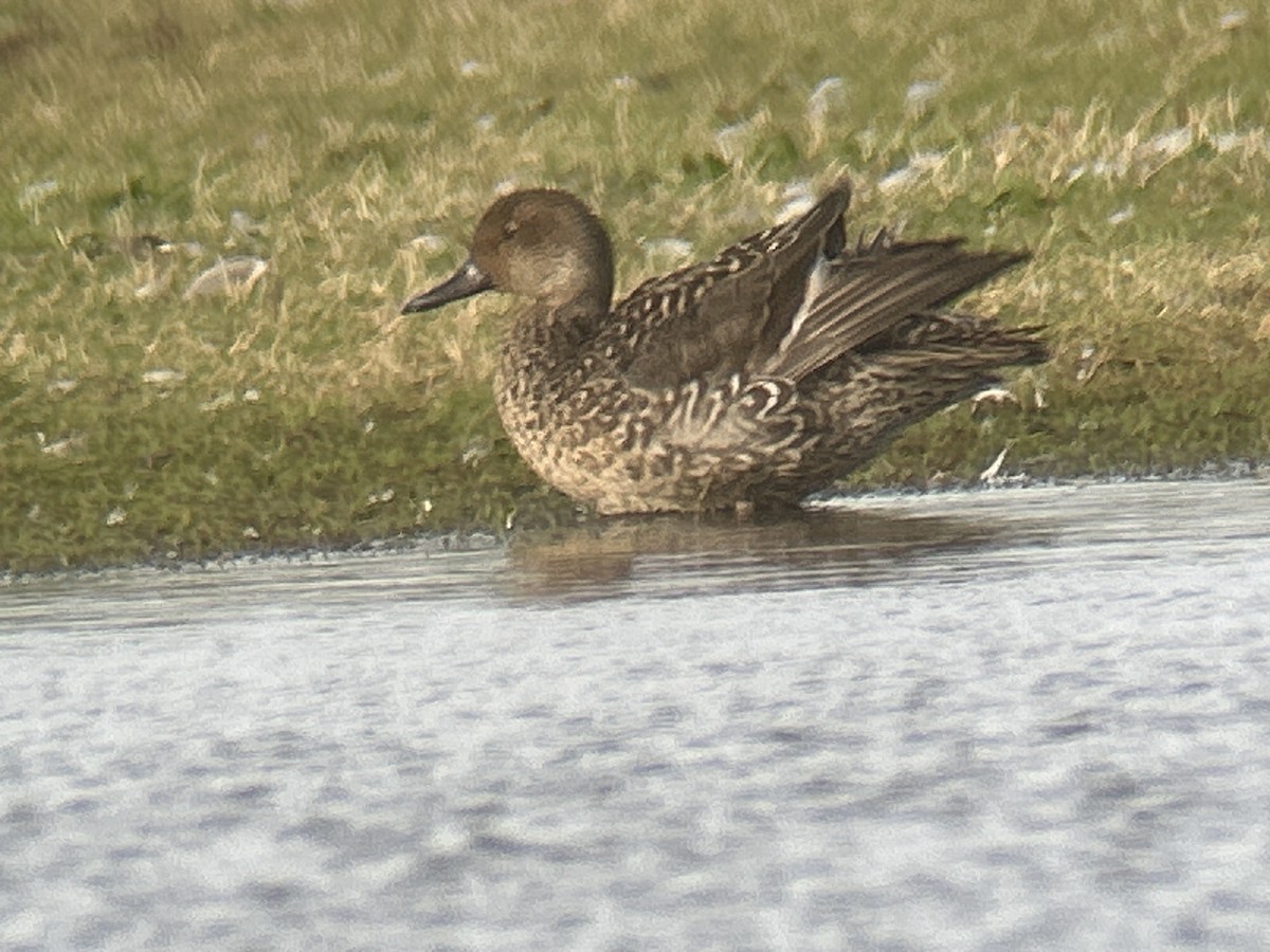 Northern Pintail - ML643188530