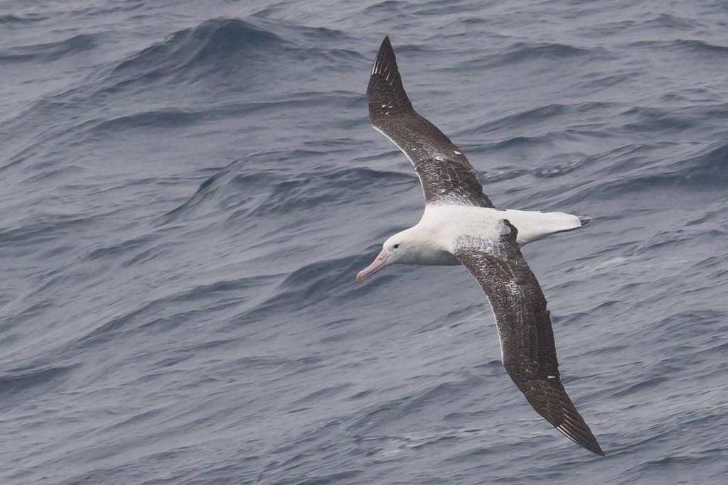 Southern Royal Albatross - ML643188556